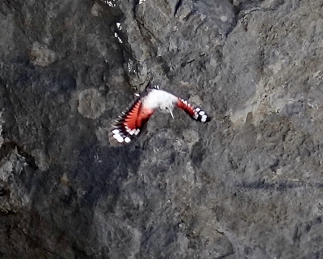wallcreeper